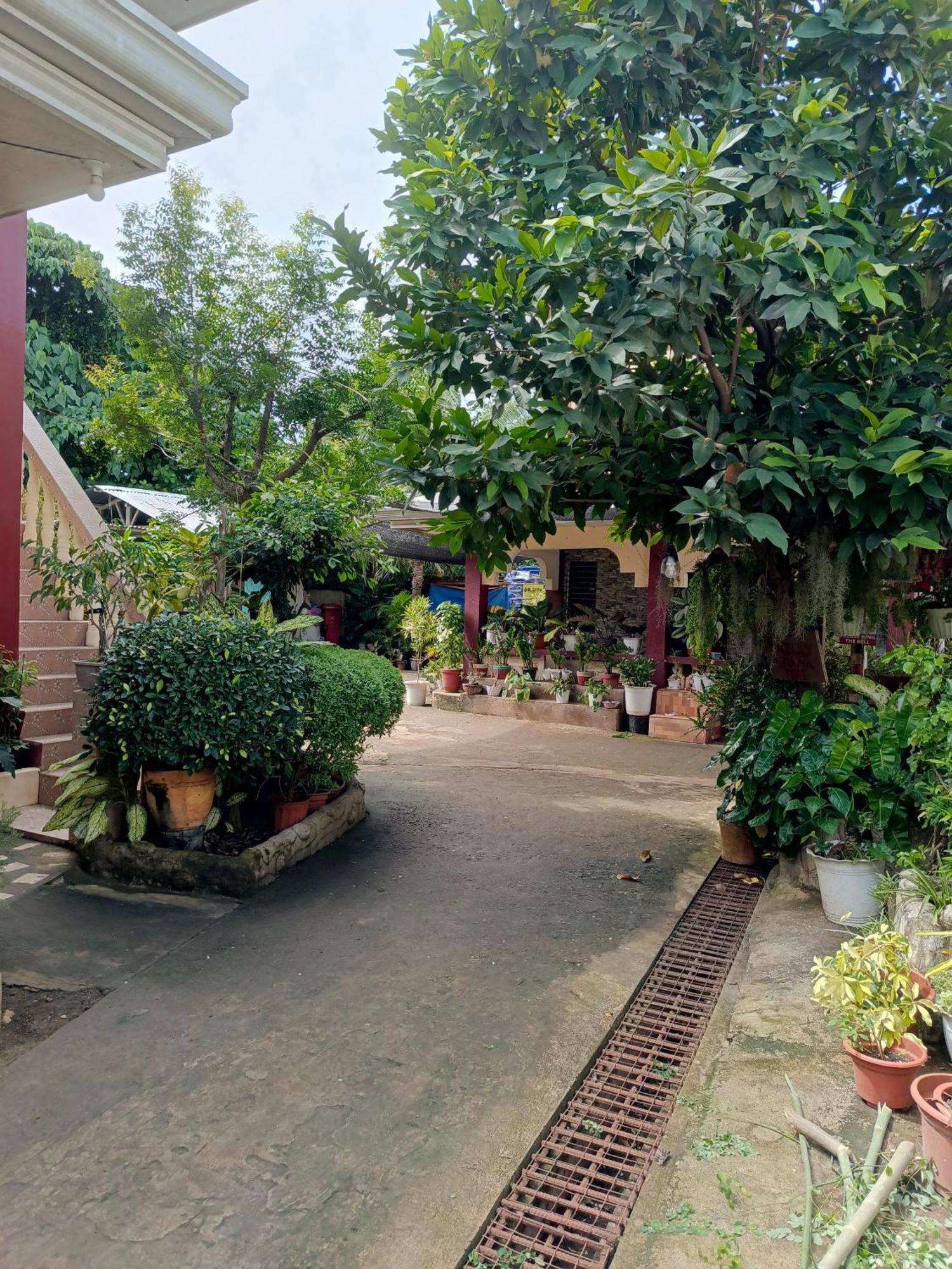 Peace Lily Studio Apartments بنغلاو المظهر الخارجي الصورة